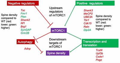 mTOR-Dependent Spine Dynamics in Autism